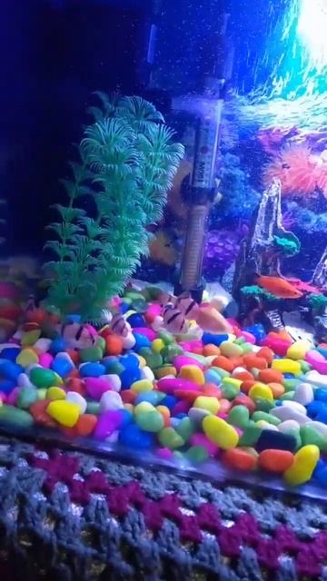 Introducing two new tiger barbs to my old tiger barbs #aquaplanet #aquarium #viral смотреть онлайн