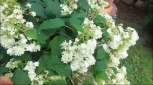Гортензия древовидная "Hayes Starburst"- Хайз Старбарст или "Дубль-Анабель" (Duble-Annabelle)-