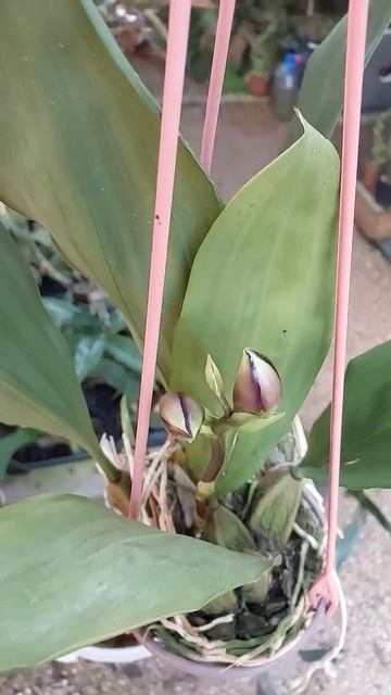 Orquidea Bifrenaria 😍 quem gosta? смотреть онлайн