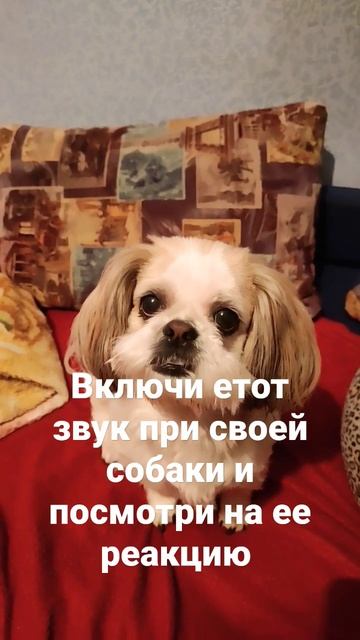 включи етот звук своей собаки смотреть онлайн