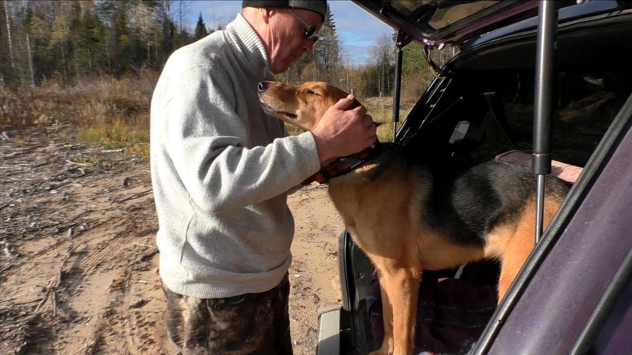 Шумовой заяц.РГ Аргон и Лайма вл. Шатров В.А.#охотасгончей#собака#животные#топ #hunting смотреть онлайн