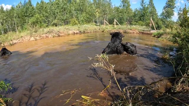 Медведи добрались до холодного озера. смотреть онлайн