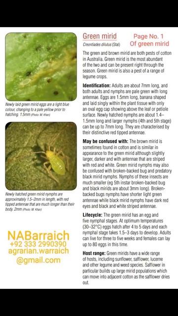 Various insect pests similar to Jassids in the Cotton crop. смотреть онлайн