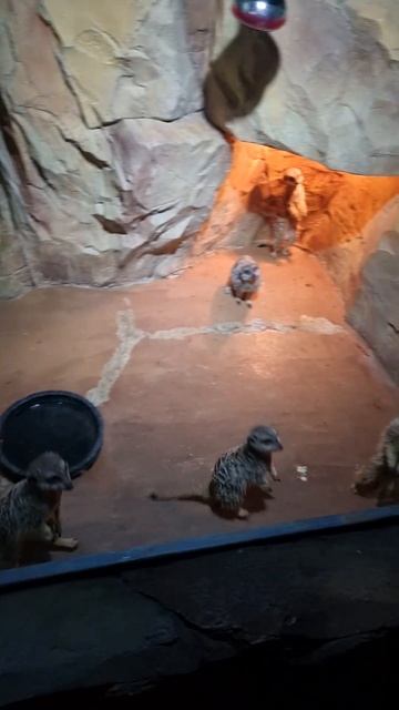 [2023.12.30.] Daegu Toy Village Meerkat смотреть онлайн