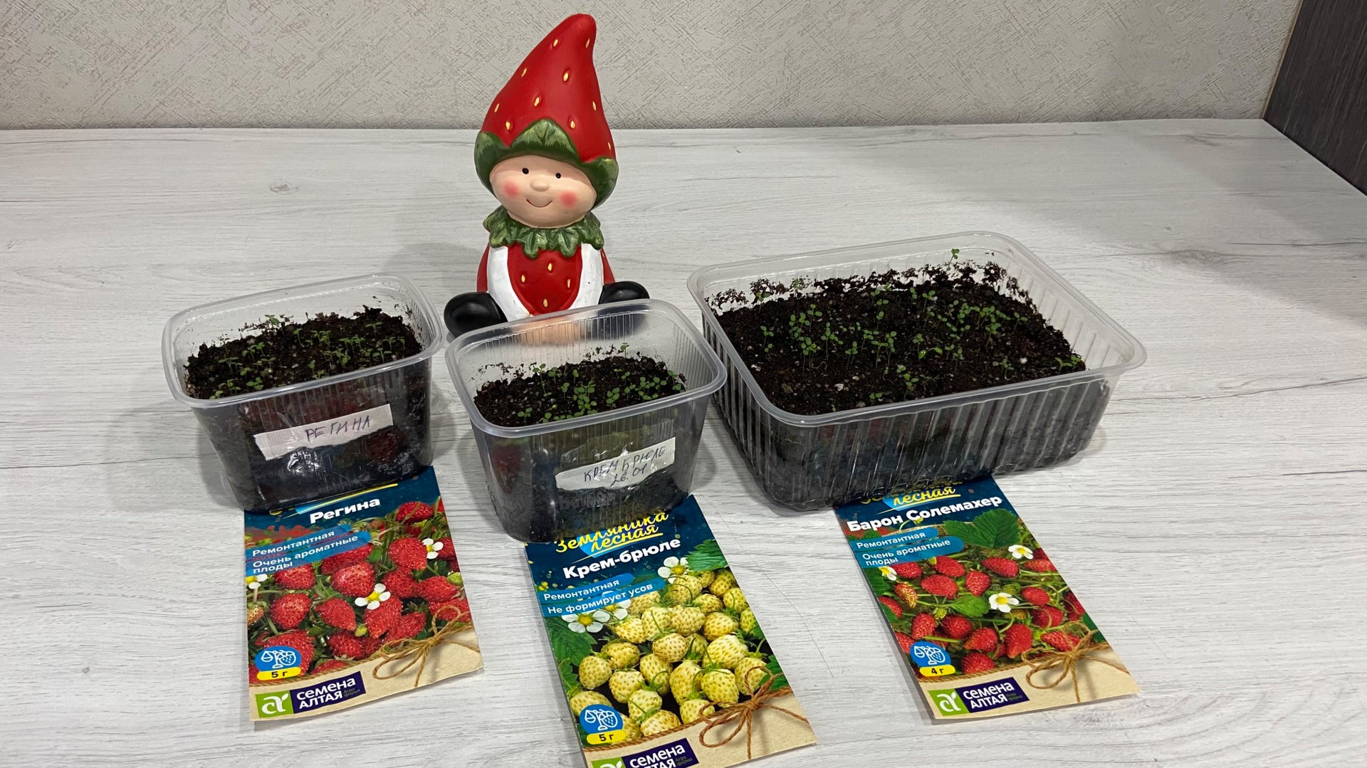 Выращиваю землянику из семян, 12 день. смотреть онлайн