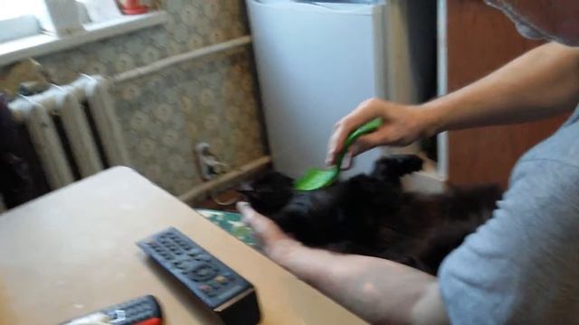 Мася. Расчесываем и вычесываем смотреть онлайн