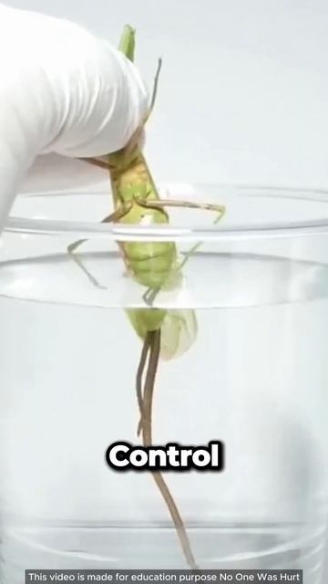 Hair Worm That Lives Inside Insects?! 😨 смотреть онлайн