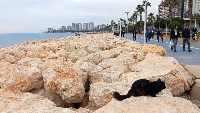 Котики и утки 😺🐾 / Предновогоднее настроение / Street cats and ducks смотреть онлайн
