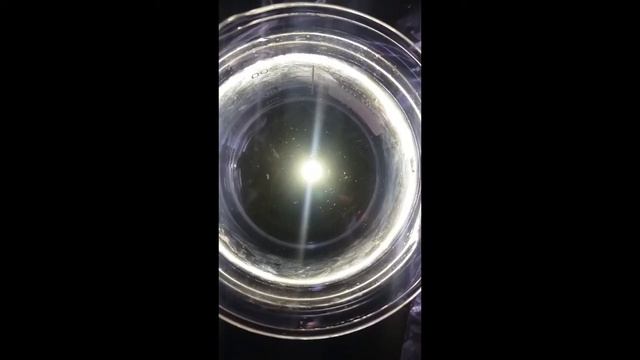 Nauplios de Artemia salina смотреть онлайн