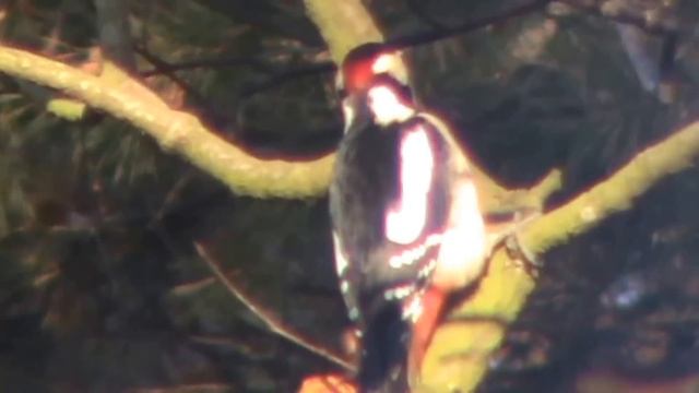 dzięcioł duży (Dendrocopos major), Great Spotted Woodpecker смотреть онлайн