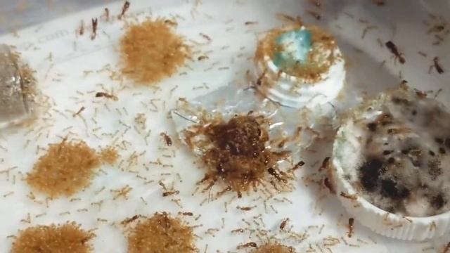 Pheidole antipodum mature ant colony - Carebara like super major sighting? смотреть онлайн