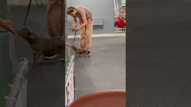 Хаул готовится к выставкам выпускник питомника чихуахуа и той-пудель Кастропуло Крым из Москвы смотреть онлайн