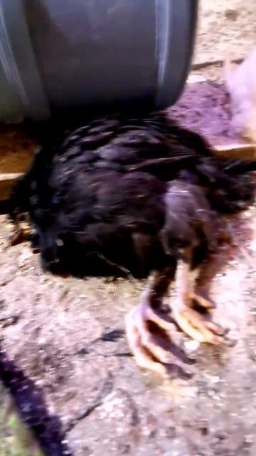 🆘🆘🆘РЕБЯТА ПОМОГИТЕ ЧТО ДЕЛАТЬ ЕСЛИ ЦЫПЛЯТА 🐤 УПАЛИ НА НОГИ 🆘🆘🆘 смотреть онлайн