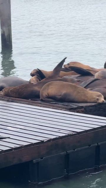 Sea Lions at Pier 39 in San Francisco, California смотреть онлайн