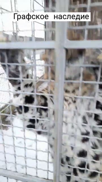 Молниеносный прыжок от леопарда 🐆😤😬 смотреть онлайн