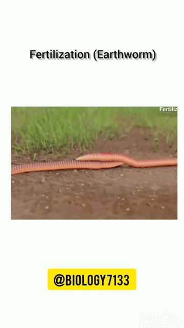 fertilization in earthworm смотреть онлайн