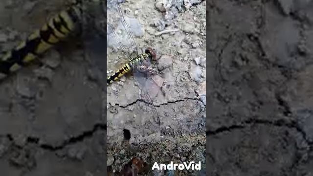 Insects: Dragon fly vs spider смотреть онлайн
