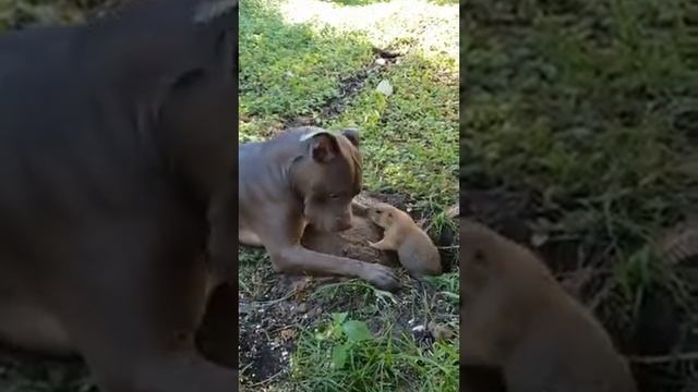 Собака дастаёт суслика😂 смотреть онлайн