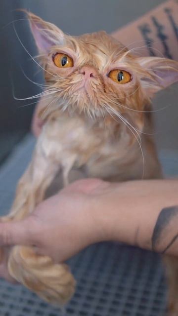 Cats can also be bathed and groomed well behaved!😻🛁✂️❤️ смотреть онлайн