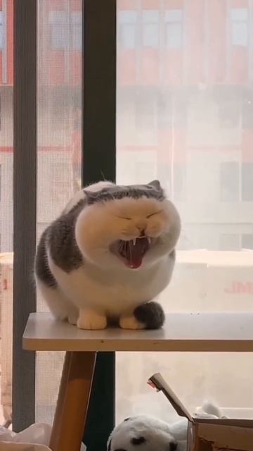 Кот штангист, доброе утро кис кис мяу ;) #shorts #2022 #кот #утро #зарядка #приколы смотреть онлайн