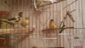 Канарейки. Выводок #11