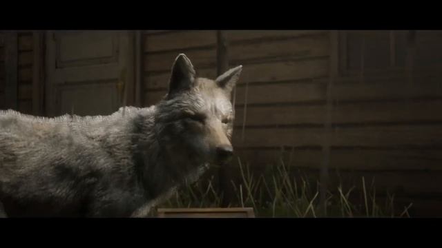 Coyote lechoso legendario | Red Dead Online смотреть онлайн