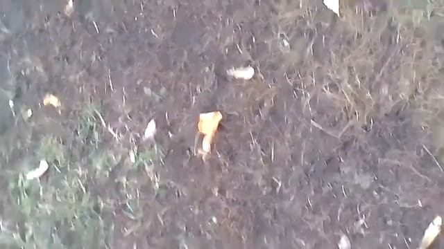Аааааа сабаки сабаки сабаки смотреть онлайн