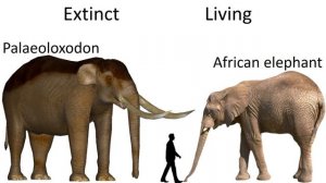 Living vs Extinct animals size comparison without music