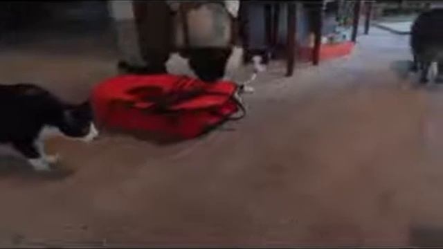 Коты и чучело рыси Это надо видеть!!! смотреть онлайн