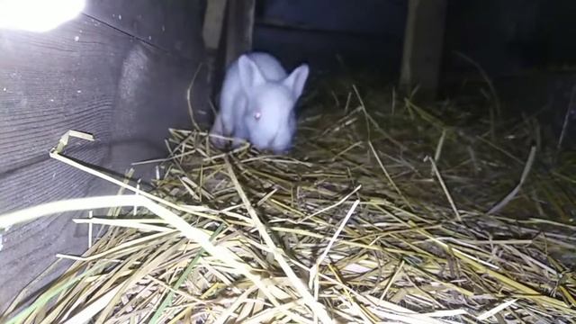 Супер быстрые кролики смотреть онлайн