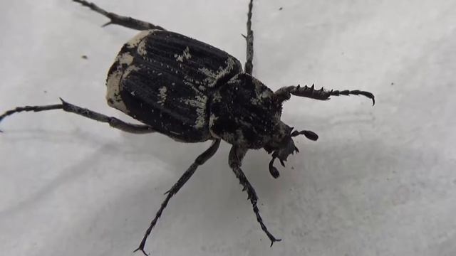 Valgus hemipterus - (Linnaeus, 1758) - (Cetoniidae) - Cétoine noir et blanc - 04/2017 смотреть онлайн