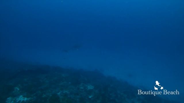 29.02.24 Whale Shark & Manta Rays. Dives at Manta Point, Bodufinulhu Thila & Kudarah Thila Maldives смотреть онлайн