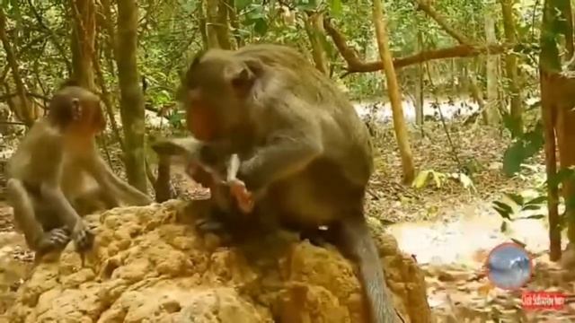 VIN GADE KIJAN YON MAKAK POUSE YON PITIT|Nature et Science смотреть онлайн