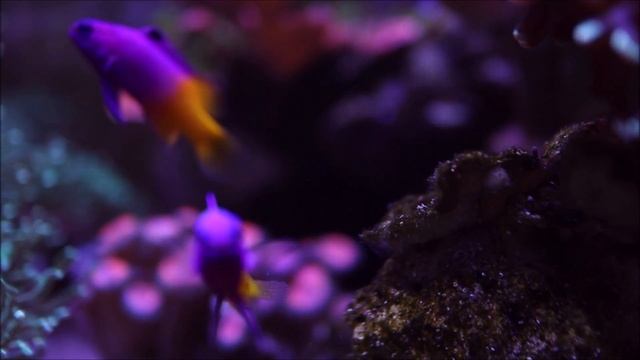 Royal Gramma Close-up смотреть онлайн