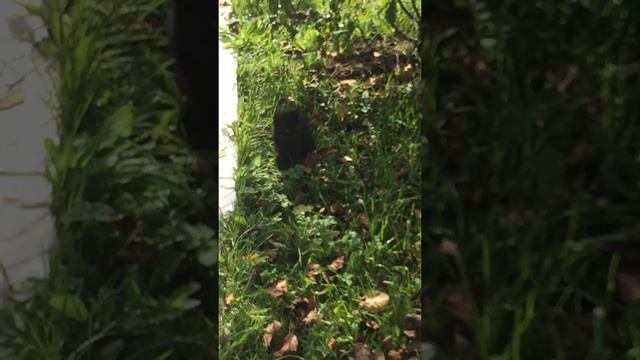 2 Бродячие коты на даче. Азарт пушистого рыбака. Village cats. The excitement of a fluffy fisherman смотреть онлайн