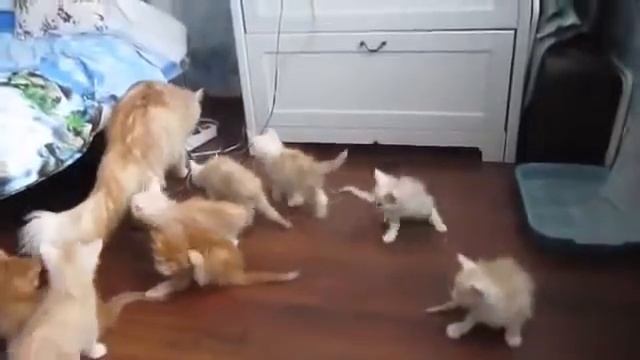Кошка шлепнулась и котейки разбежались смотреть онлайн