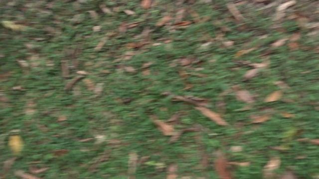 REGUA: Birds and Butterflies VIDEO! Wildlife in Brazil ft REGUA in NatureVlogs смотреть онлайн