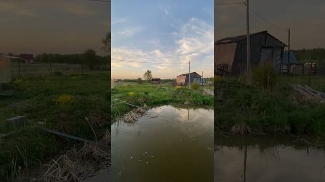 Карп на дачном пруду смотреть онлайн
