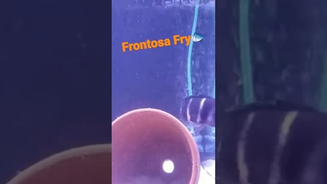Frontosa Fry Recap | Looking back at Fish I sold | Beautiful Frontosa Gibberosa/ Cichlids смотреть онлайн