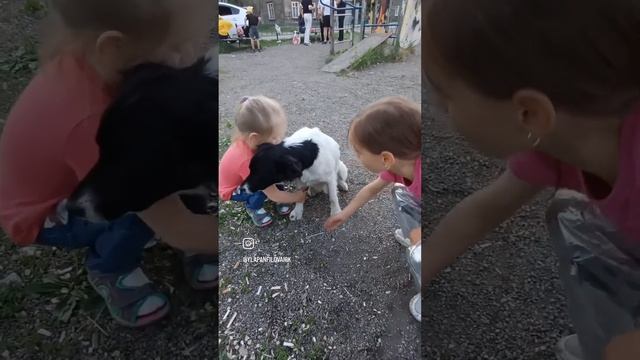 Блуза. Собакуюа бродяга в добрые руки. смотреть онлайн