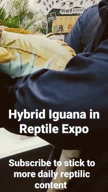 Hybrid Iguana in Reptile Expo #shorts #hybrid #iguana #viral смотреть онлайн