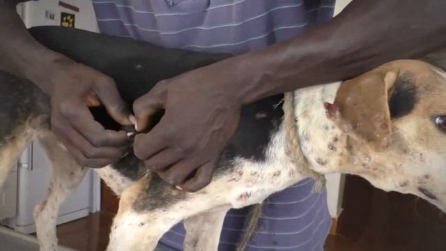 The Power of Kindness Rescuing Abandoned Dogs смотреть онлайн