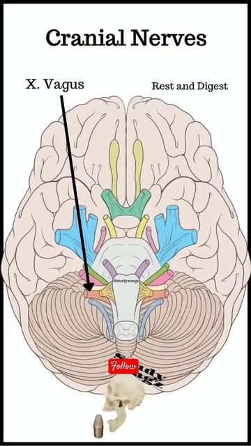 12 pairs of cranial nerves//#bpt #physiotherapist #reels #physio #youtube #youtubeshort #shorts смотреть онлайн