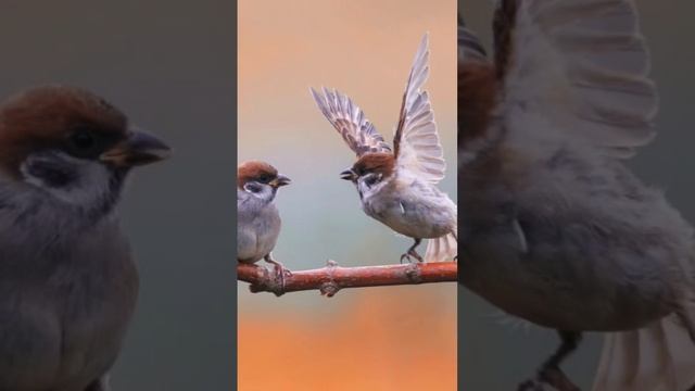 SUARA JERNIH MASTERAN GEREJA TARUNG смотреть онлайн