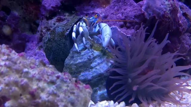 【海水水槽】シロサンゴヤドカリとウメボシイソギンチャク смотреть онлайн