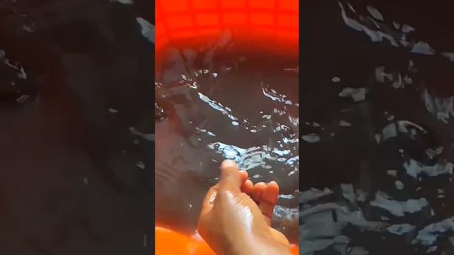 Periwinkle (simplest process of washing periwinkles for best result). #food #chef #seafood смотреть онлайн