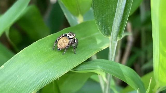 ネコハエトリの手招き смотреть онлайн