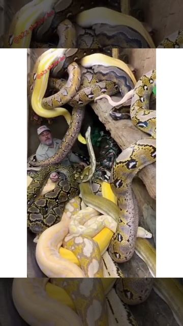Giant Pythons Surrounded Him 🐍🐍 #shorts #viral #youtube #animal #viralshorts #python #snakes #snake смотреть онлайн