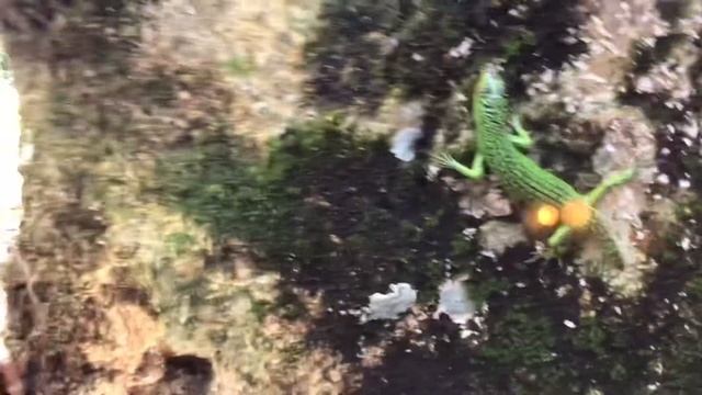 Cute Emerald Tree Skink!🌿🦎 смотреть онлайн