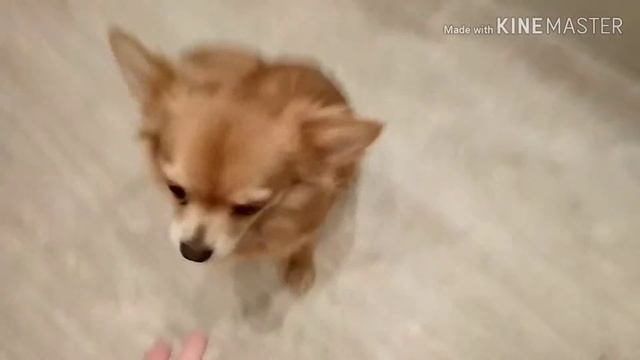Команды которые я знаю! Собака Гарантирует. смотреть онлайн
